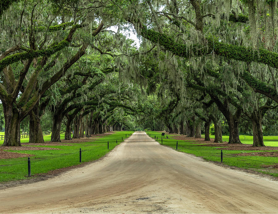 Tree Lined Drive Photograph by Dale Pedersen