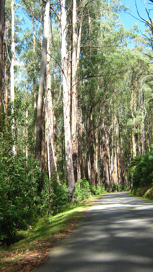 Trees Photograph - Tree lined mountain road by Emma Frost Trees Photograph - Tree lined mountain road by Emma Frost
