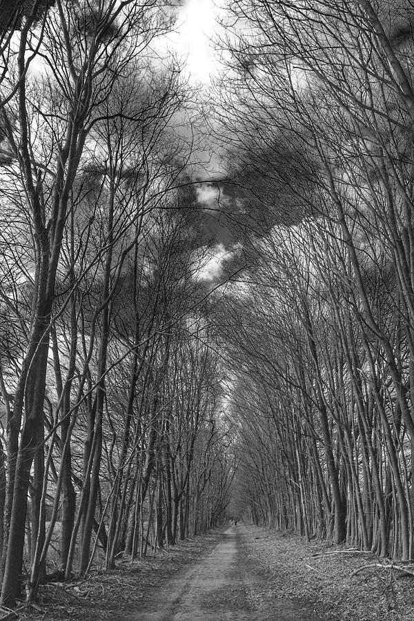 Tree lined Path Photograph by Frank Morris