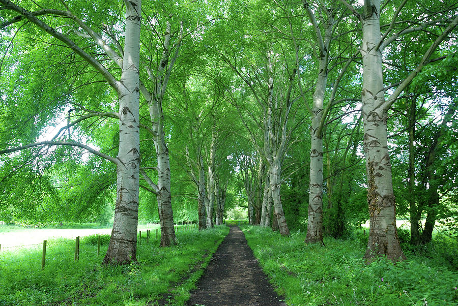 Tree-lined path Photograph by Richard Gibb