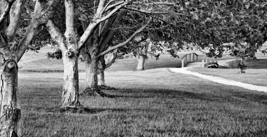 Tree Photograph - Tree-lined Path to Footbridge - b/w by Greg Jackson