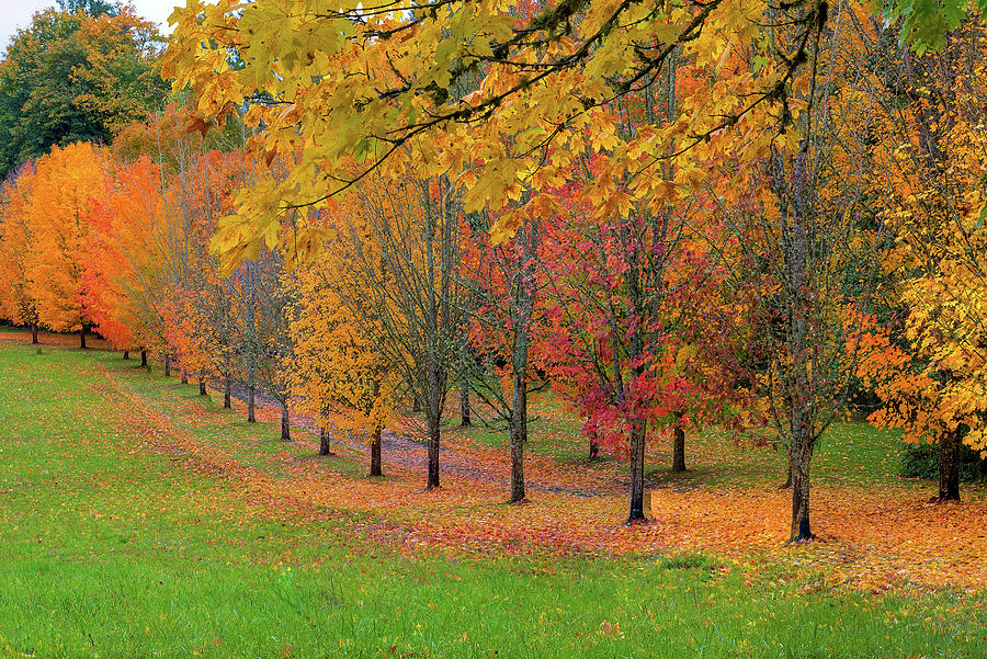 Tree Lined Path With Fall Foliage Photograph