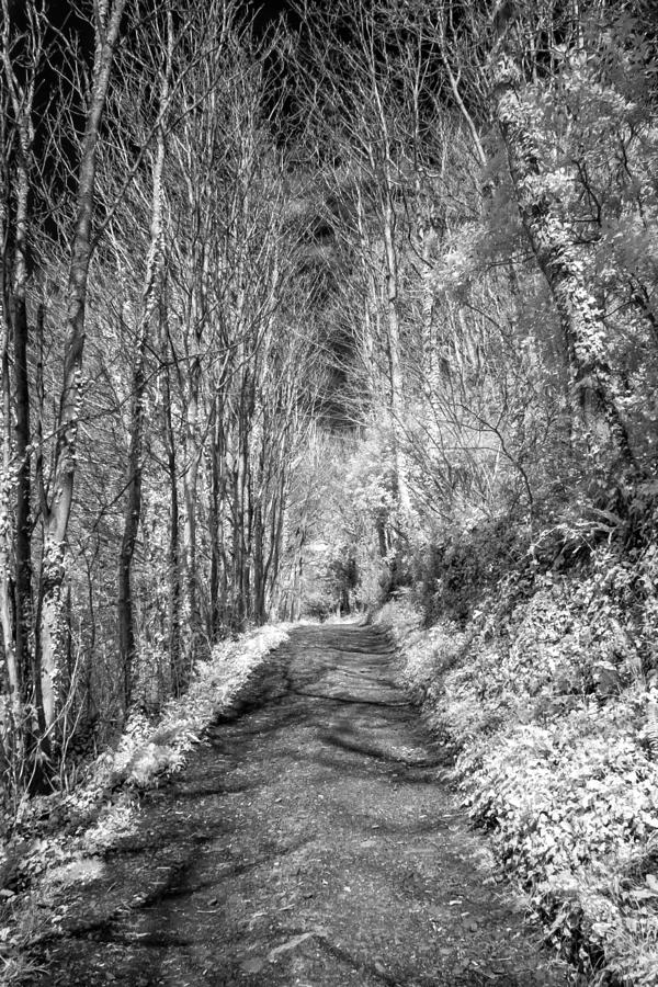 Tree-lined pathway Photograph by John Paul Cullen