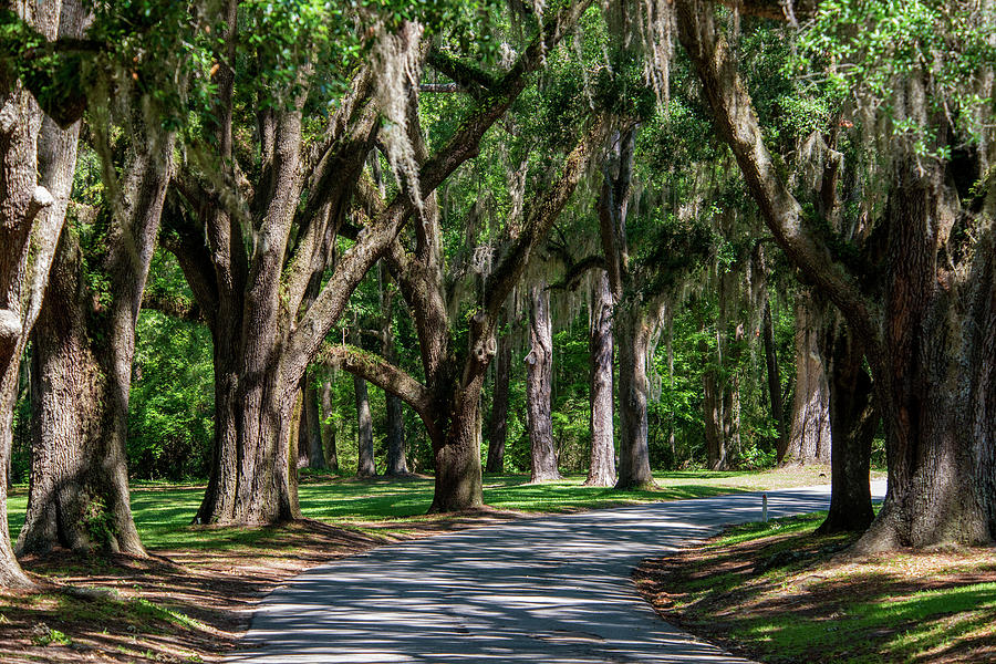 Tree lined road Photograph by Kevin Cable