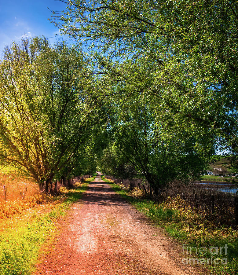 Tree Lined Road Tolay Ranch Sonoma County Photograph by Blake Webster