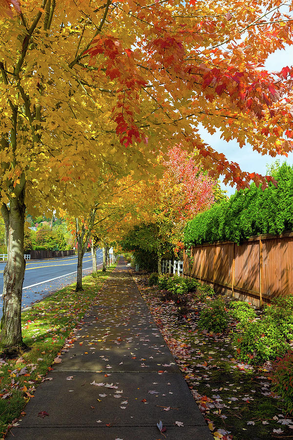 Tree Lined Sidewalk in Fall Season Photograph by David Gn
