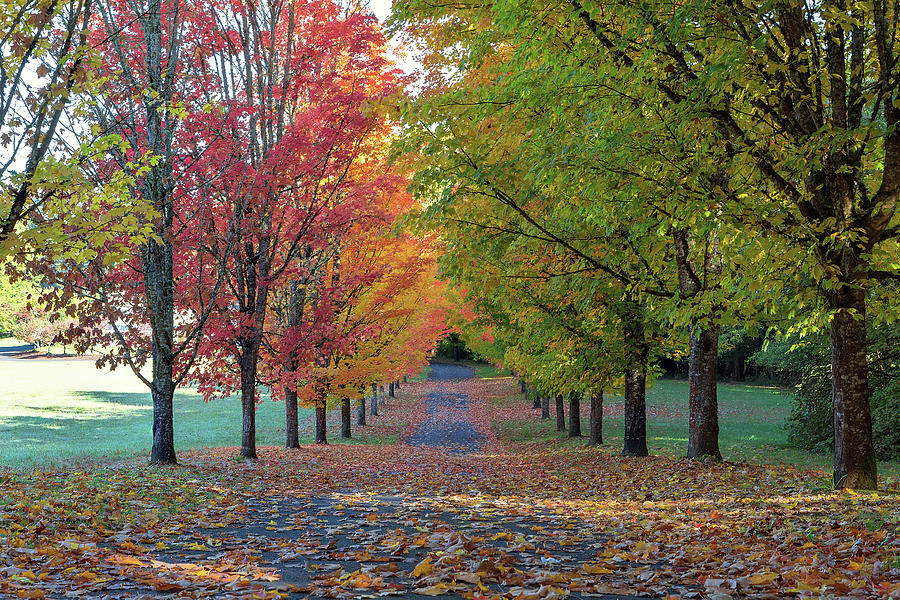 Tree Lined Street in Fall Color Photograph by David Gn