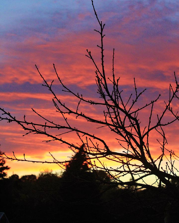Tree Lined Sunset Photograph by Karen Silvestri