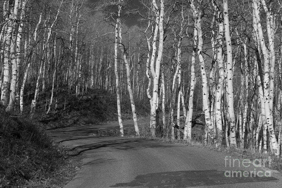 Tree Loop B and W Photograph by Douglas Barnard