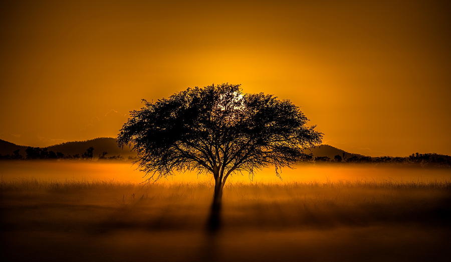 Sunset Digital Art - Tree by Maye Loeser