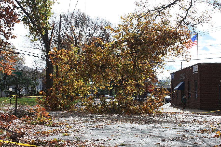 Tree Meets Hurricane Sandy By The Fair Lawn Nj Post Office ...