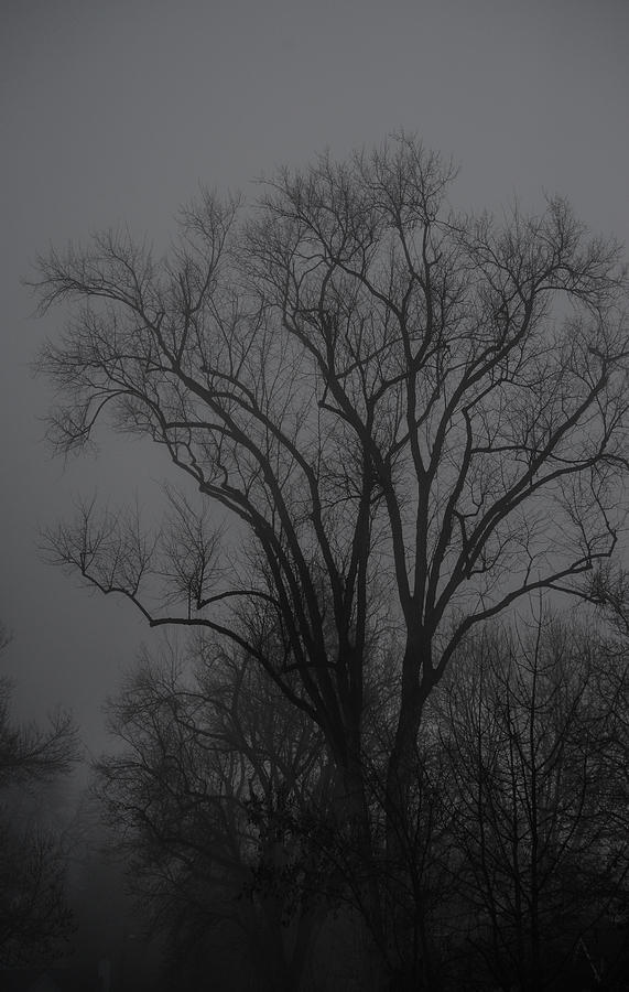 Tree Mist - 01 Photograph by Rae Ann  M Garrett