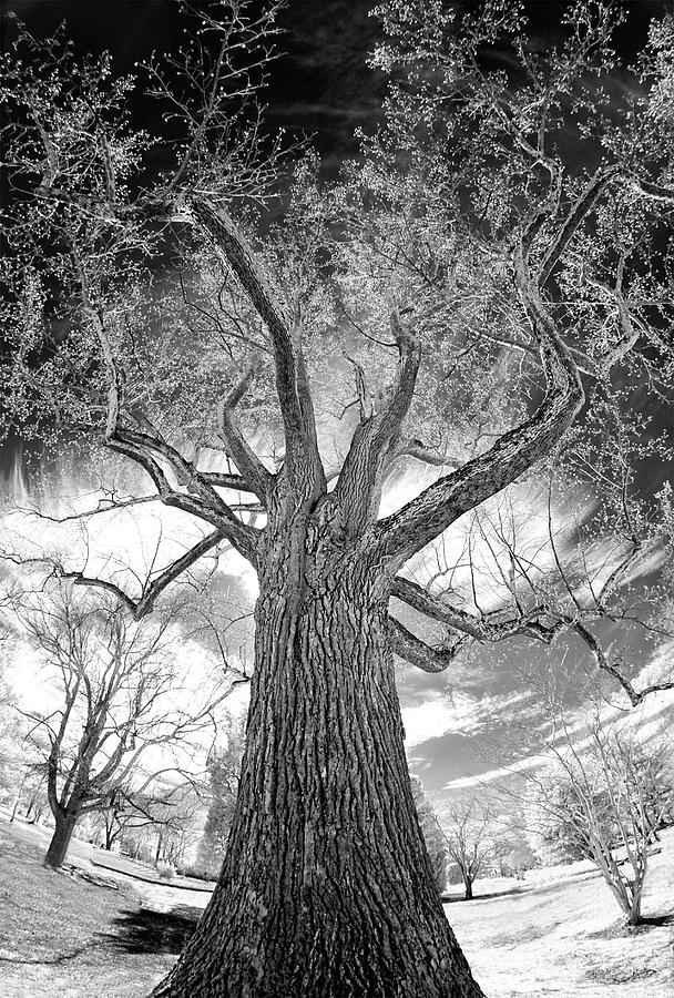Tree Monster BW Photograph by Dan Carmichael