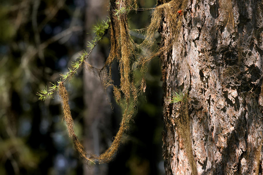 Tree Photograph - Tree moss - Green soft beauty by Alexandra Till