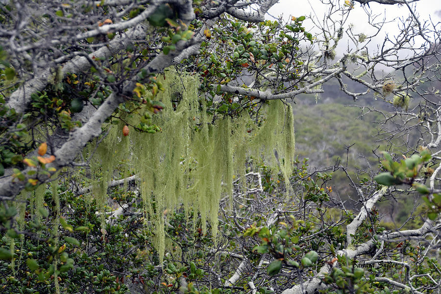 Tree Moss At Montana de Oro State Park Photograph by Barbara Snyder
