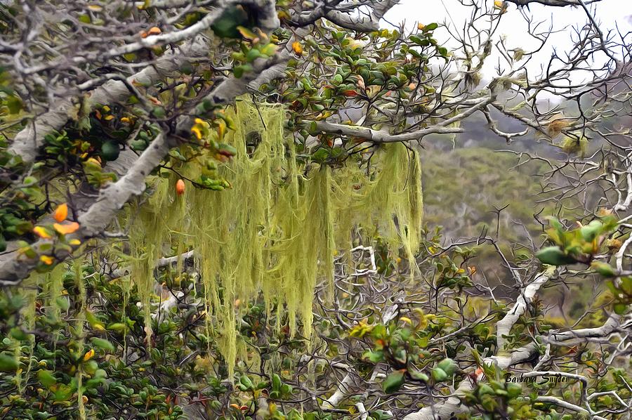 Tree Moss At Montana de Oro State Park Painting Photograph by Barbara Snyder