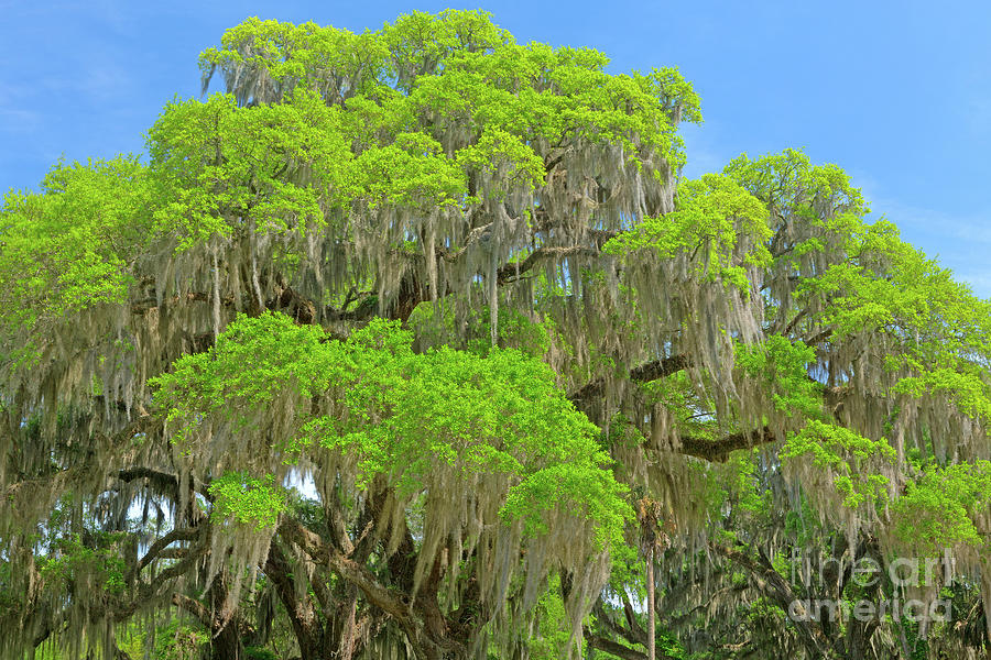 Adventure Photograph - Tree Mountain by Steven Dillon Adventure Photograph - Tree Mountain by Steven Dillon