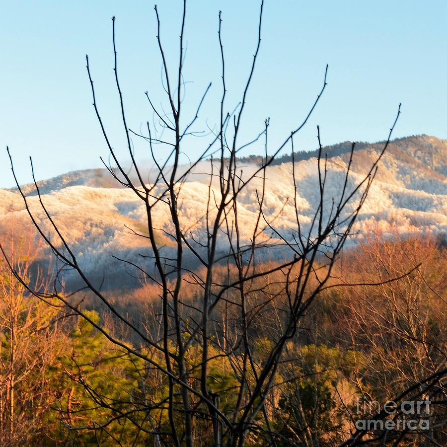 Tree Mountain Winter/fall Scene Relief