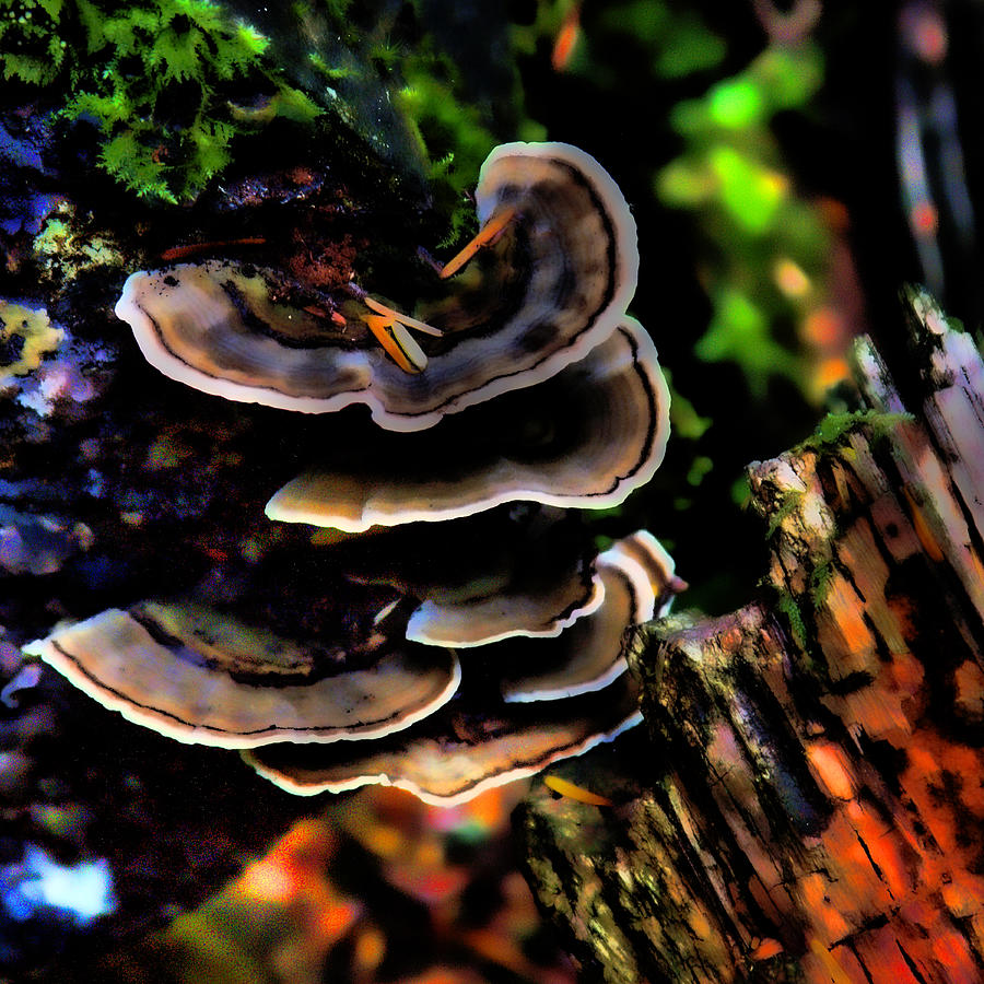 Tree Mushrooms Photograph by David Patterson