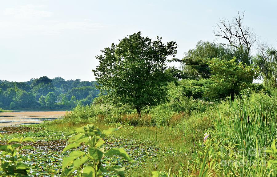 Tree near pond Photograph by Thomas Deskins - Fine Art America