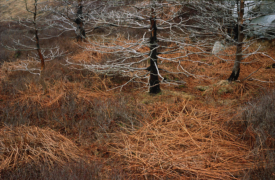 Tree Nests Photograph by Irwin Barrett