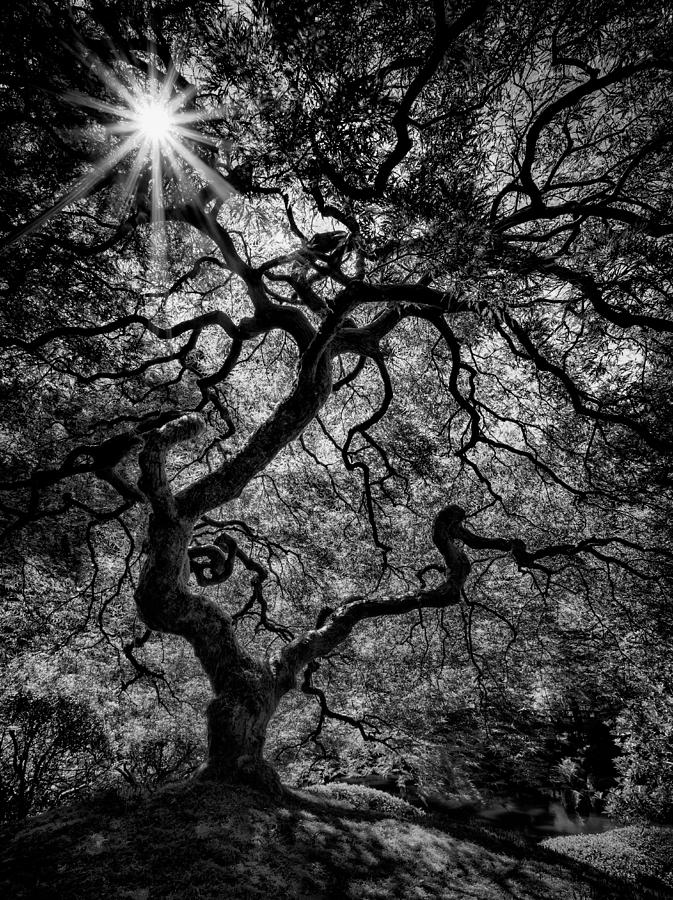 Black And White Photograph - Tree Noir by Thorsten Scheuermann