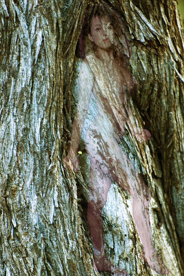 Tree Nymph in Vancouver Photograph by Richard Henne