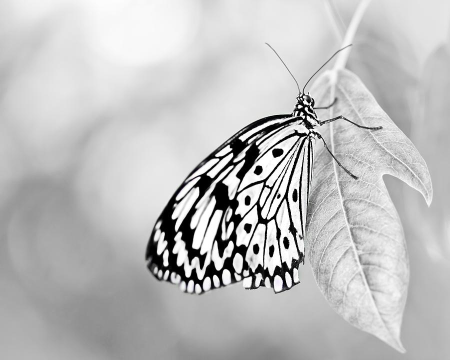 Butterfly Photograph - Tree Nymph - Light by Nikolyn McDonald