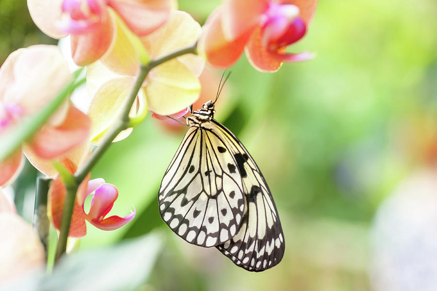 Tree Nymph Tropical Butterfly on Orchid Photograph by Jenny Rainbow