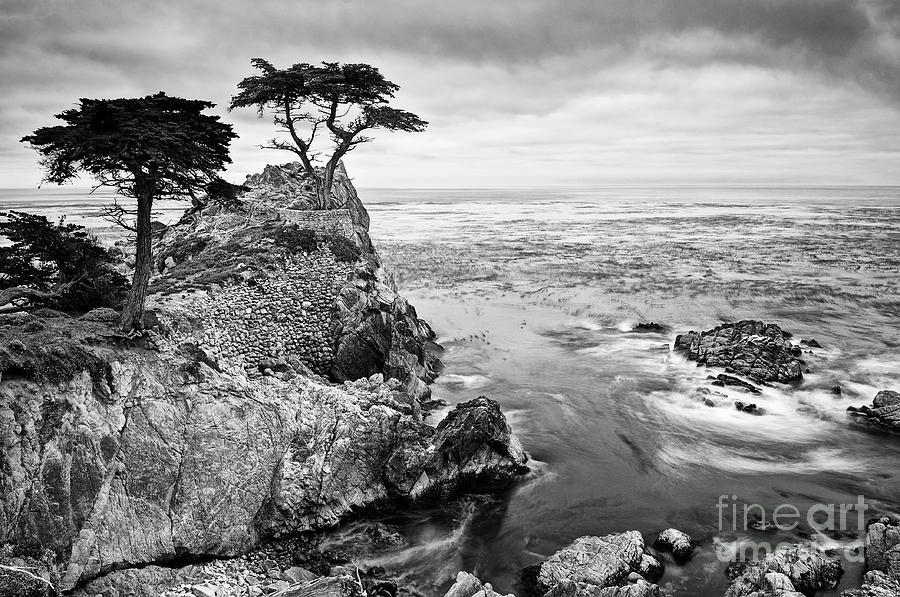 Tree Photograph - Tree of Dreams by Jamie Pham
