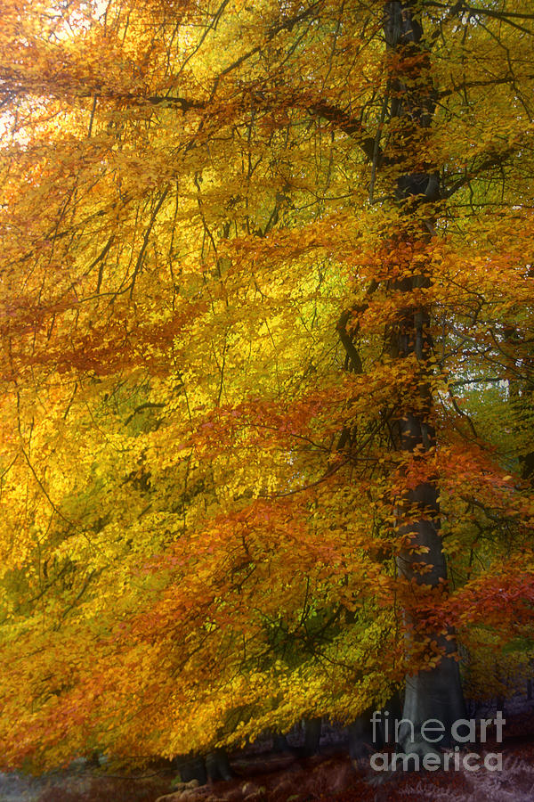 Tree of Fire - Impressionist Photograph by Ann Garrett
