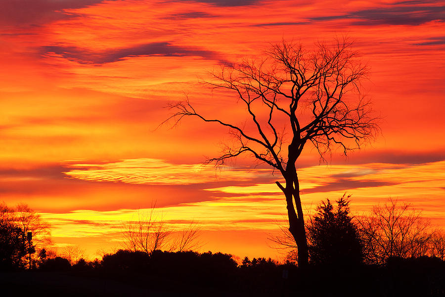 Tree of Fire Photograph by Eric Gendron