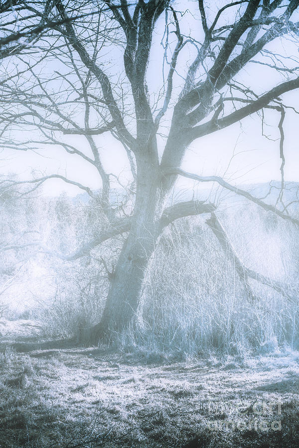 Tree of frost bite Photograph by Jorgo Photography