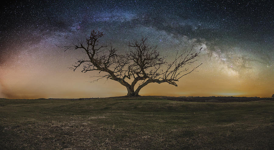 Tree of Happiness  Photograph by Aaron J Groen
