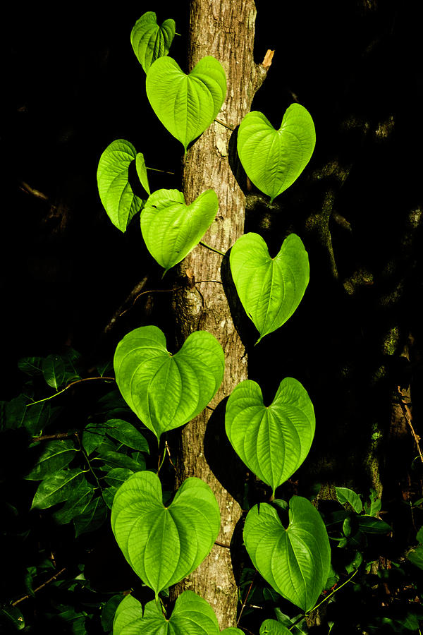Tree of Hearts Photograph by Wolfgang Stocker