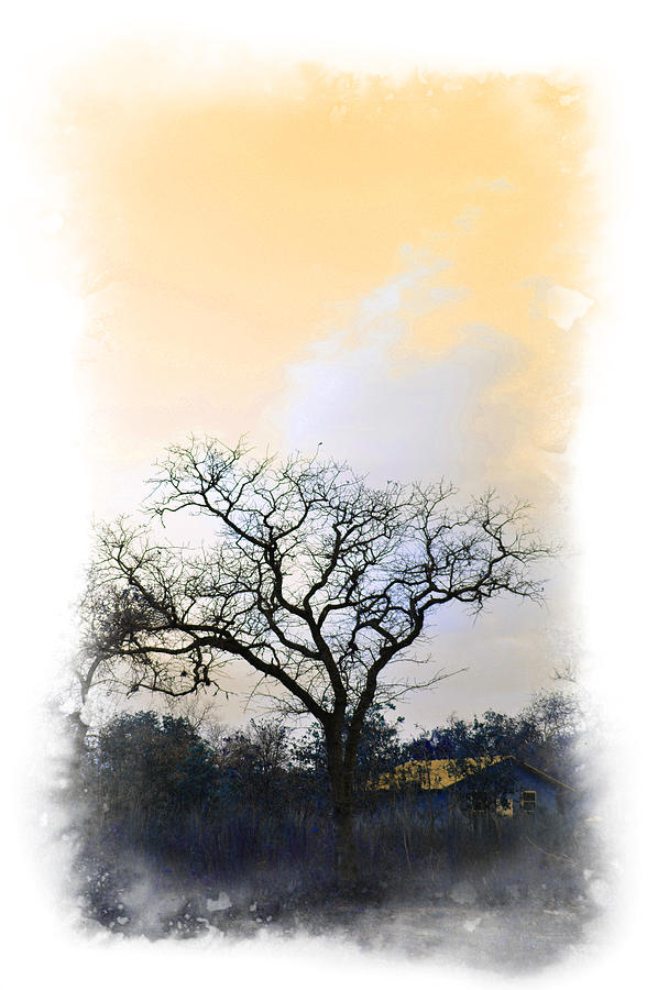 Tree Of La Vernia II Photograph