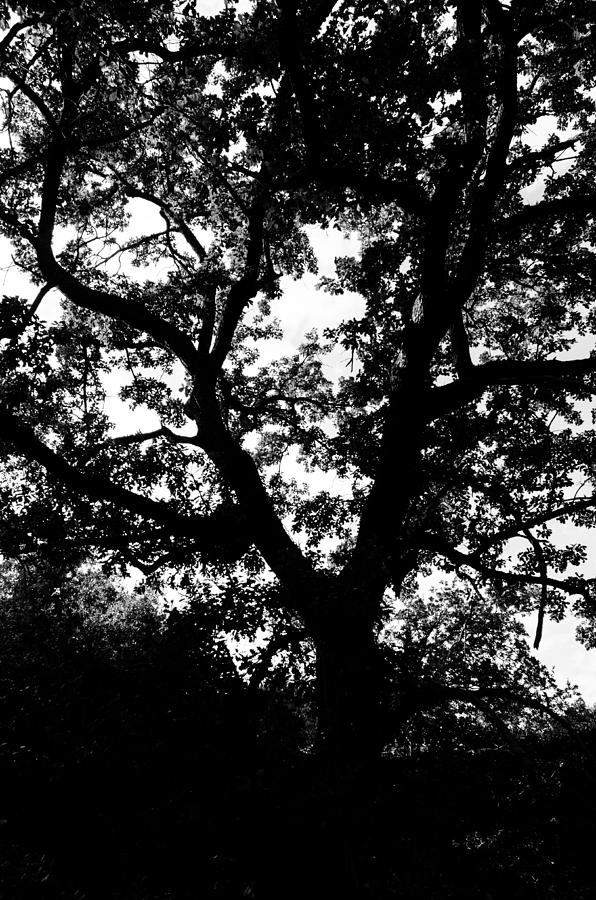 Tree of life 2 Photograph by AM FineArtPrints