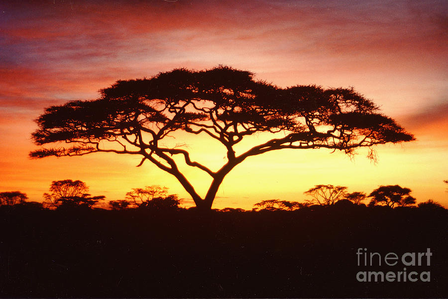 Sunset Photograph - Tree of Life Africa by Jerome Stumphauzer