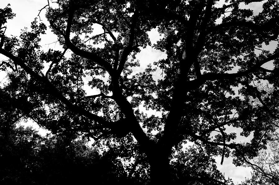 Tree of life Photograph by AM FineArtPrints