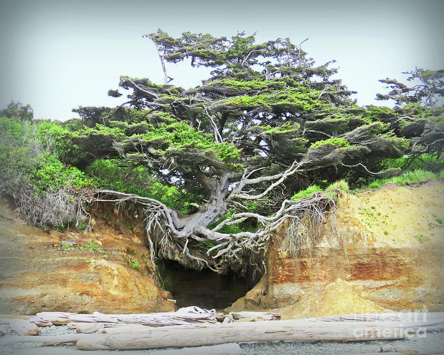 Tree of Life vignette Photograph by Cheryl Del Toro
