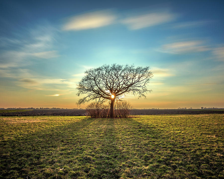Tree of Life Photograph by Davorin Mance