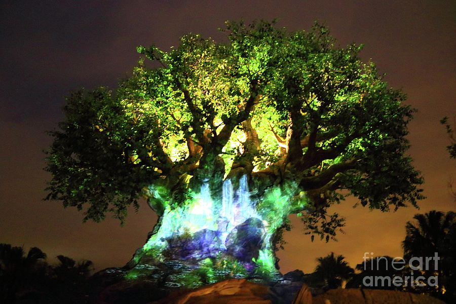 Tree of Life Green Photograph by Erick Schmidt