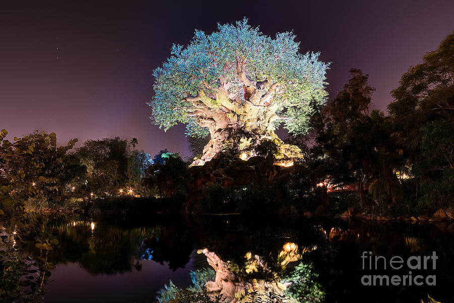 Orlando Photograph - Tree of Life by Jeffrey Miklush