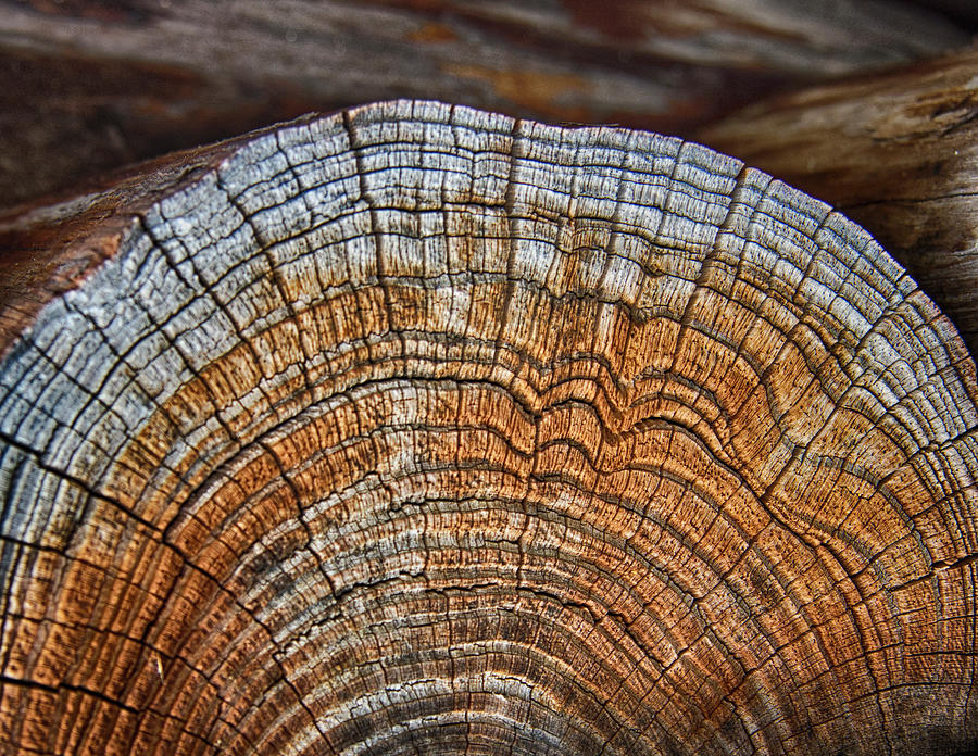 Fort Foster Photograph - Tree Of Life by Jennifer Stackpole Fort Foster Photograph - Tree Of Life by Jennifer Stackpole