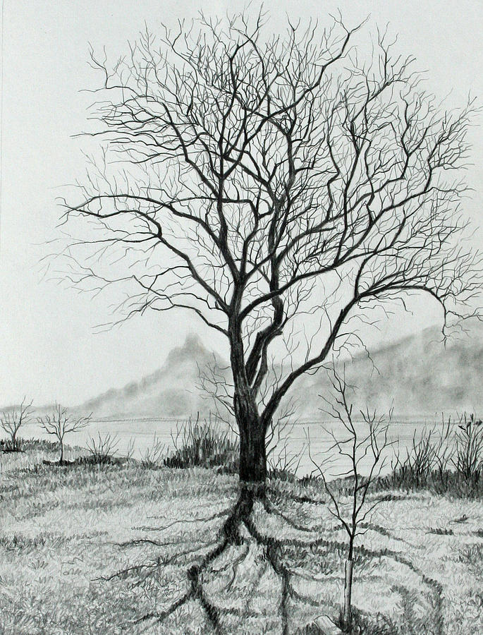 Black And White Drawing - Tree of Life by Mary Singer