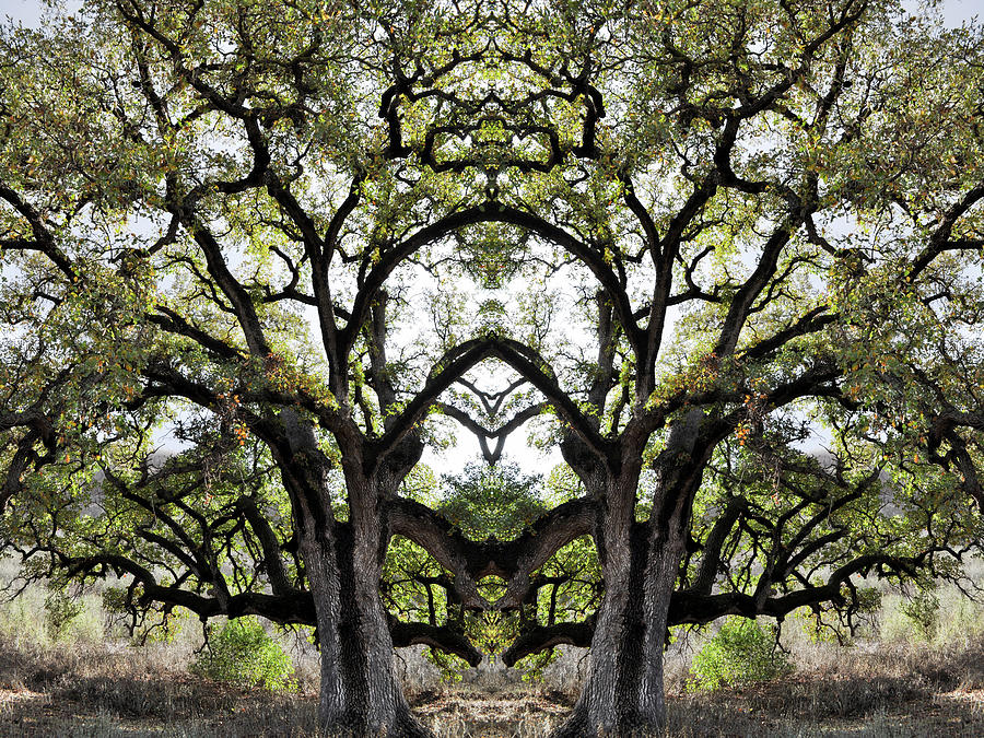 Tree of Life Mirror Photograph by Kyle Hanson