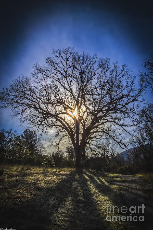 Tree Of Life Photograph by Mitch Shindelbower