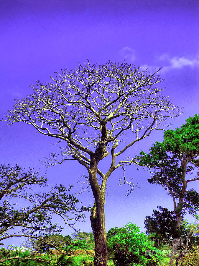Tree of Life Photograph by Onedayoneimage Photography