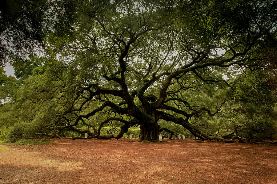 Tree of Life Photograph by Susan Harris - Fine Art America