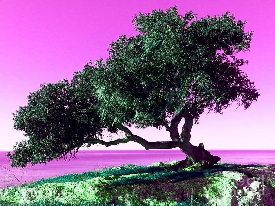 Tree Of Life - 1 Photograph